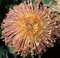 附件:chrysanthemum_01.jpg