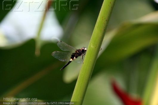 附件:植物园 143.jpg