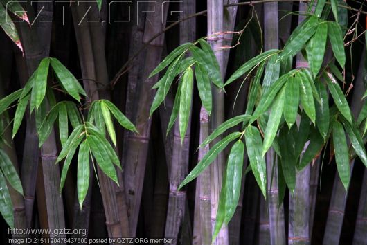 附件:植物园 287.jpg