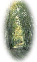 附件：bamboo.jpg