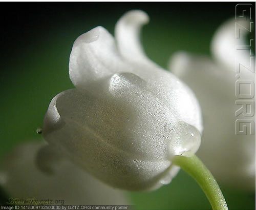 附件：鲜花的背后往往是眼泪。``````````.jpg