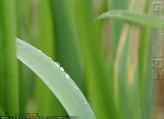 附件：眼泪是我们表达自己　那雨是不是苍天的泪水呢.jpg