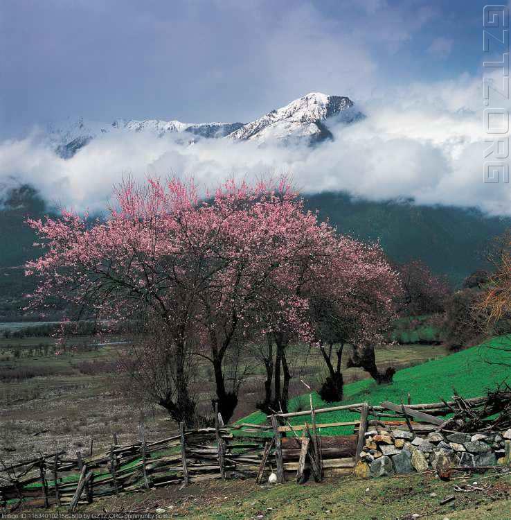 附件：西藏三月桃花4.jpg