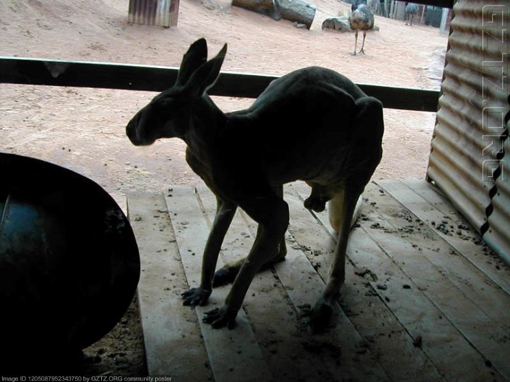 附件：kangaroo.jpg