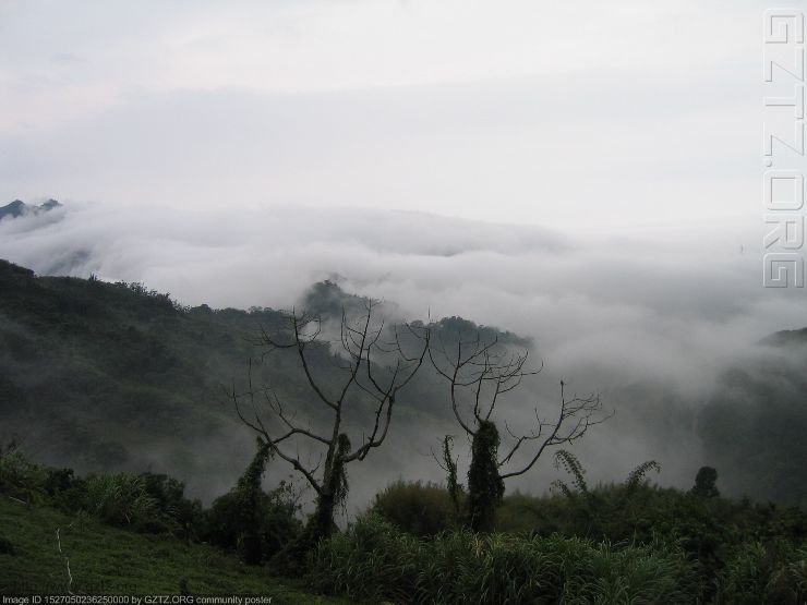 附件：台湾 101阿里山.jpg