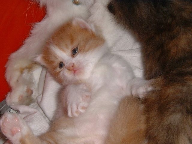小日本BT盆景猫 进一个玻璃缸内,然后用一根管子喂养猫咪,另一根管子清除排泄物.为了让猫咪成长为玻璃缸的形状,他给猫咪吃一种软化骨头的化学药物,只要猫咪不被虐待致死,就得忍受这种酷刑继续存活下去。猫咪在缸子里无法走路,无法移动,无法清洁自己,无法作任何事情,而这种残忍的治养新潮流正在纽约,印尼和新西兰流行.