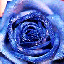附件：蓝玫瑰.gif