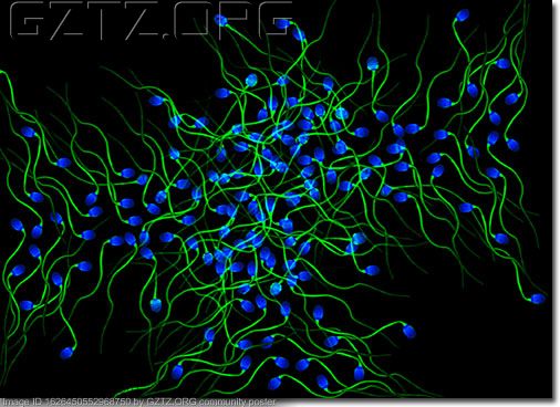 附件：放大1600倍的人类精子细胞（荧光技术）.jpg