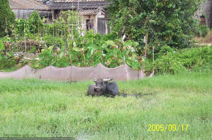 附件：村边的老水牛，懒洋洋卧在水沟里休息，在小时侯，这水牛可是农户最大财富。.jpg
