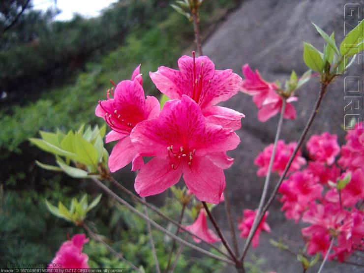 附件：44 黃山野杜鵑花.jpg