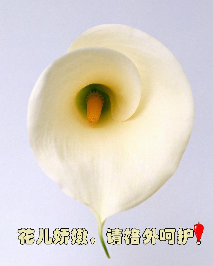 附件:马蹄莲1.JPG