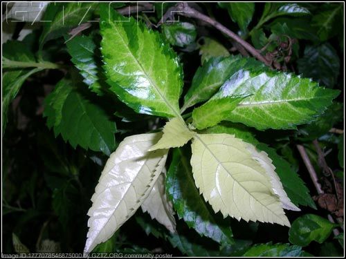 附件：leaf.jpg