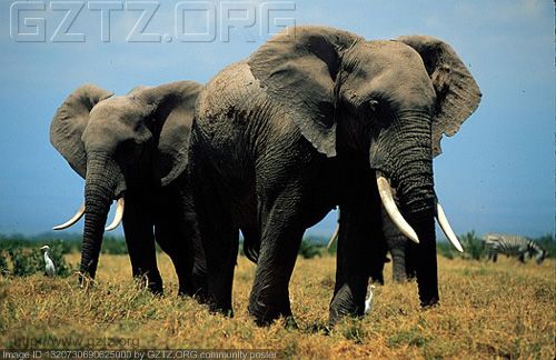 附件：32.第32位-肯尼亚马赛马拉的野生动物保护区.jpg