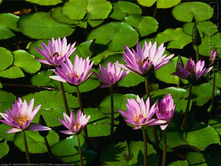 附件：Water lilies.jpg